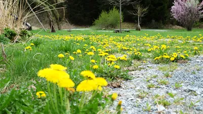 Wiese voller Löwenzahn im Frühling, dahinter ein blühender Baum am Waldrand
