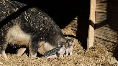 Wollschwein mit zwei Ferkeln im Stroh