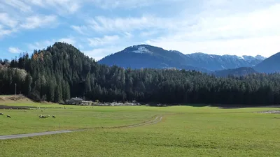Schafe auf einer Wiese im Spätherbst, dahinter Wald und angezuckerte Berge
